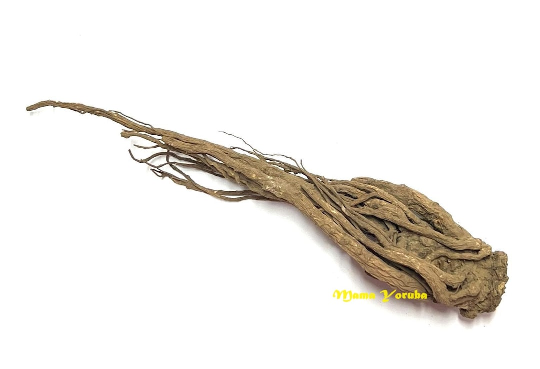 Master Root Master Root For Offerings Amulets Rituals Blessed Not