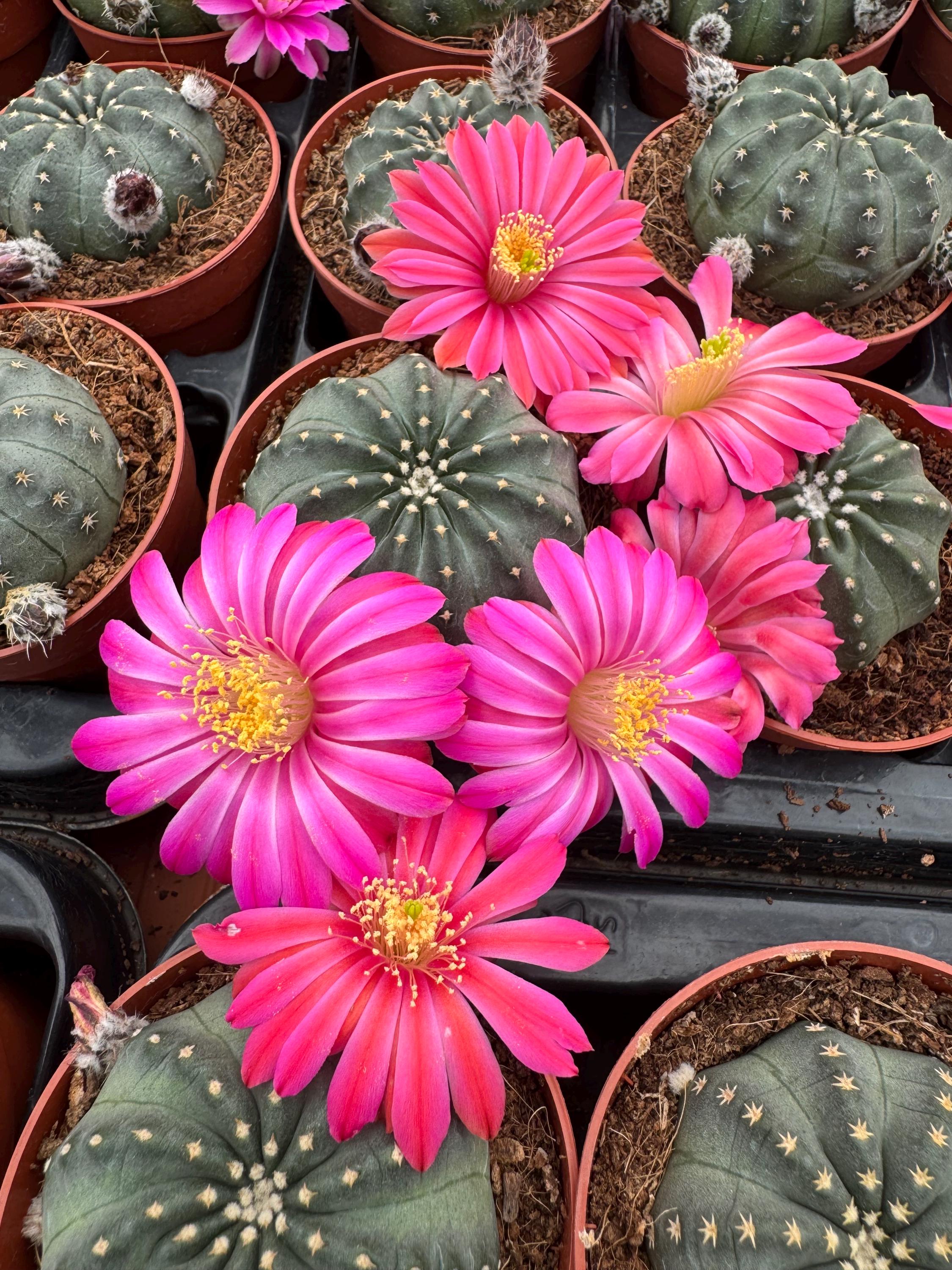 Echinocereus Pulchellus - Etsy Canada