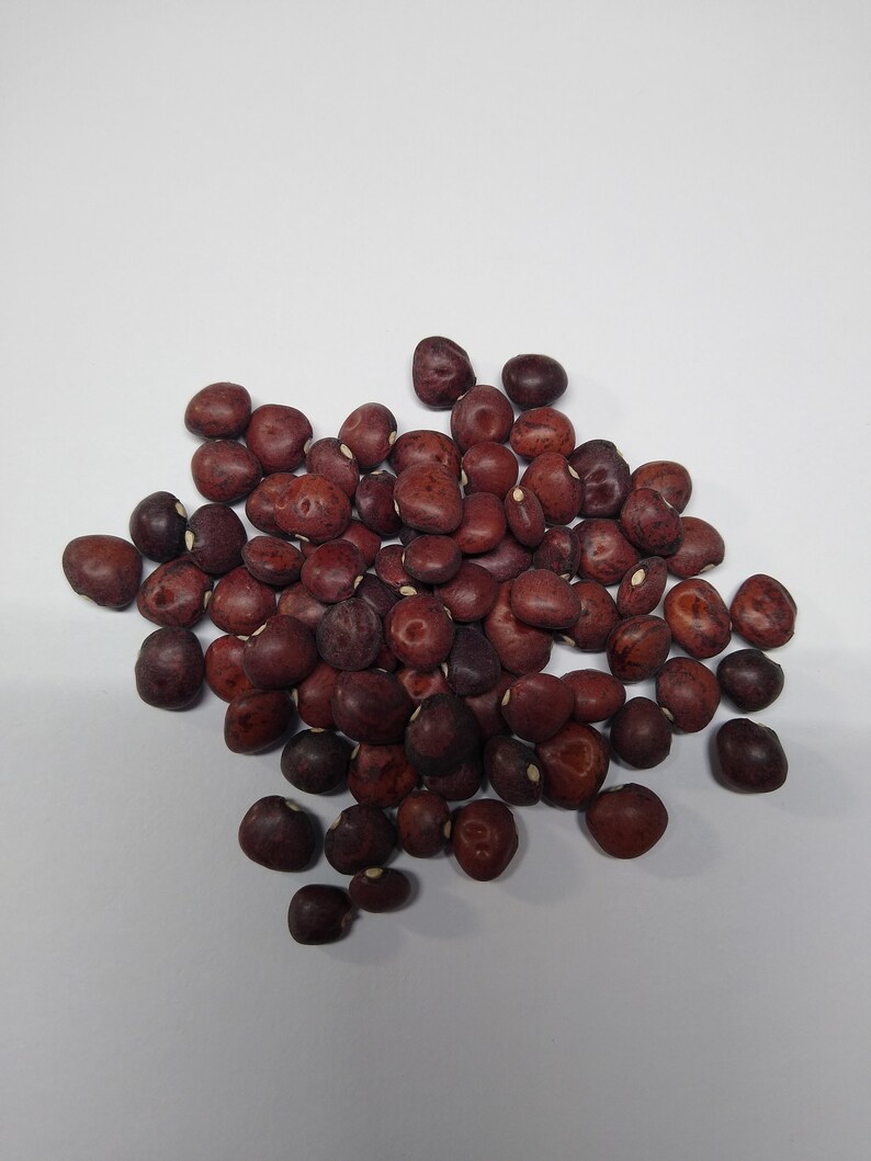 Butter pea speckled lima bean 50 seas Etsy