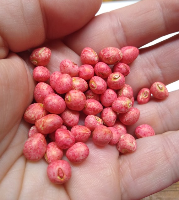 Treated Zipper Cream pea seeds 50 seeds Etsy