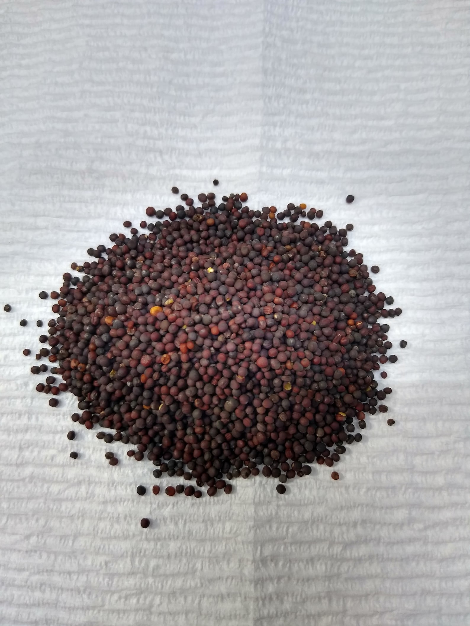 Purple Top Turnip Seeds One Tablespoonful Hundreds of Seeds Etsy