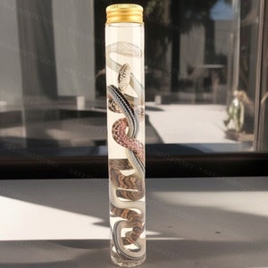 Echte Schlangenprobe, handgefertigte Schlangenprobe, zwei kleine Schlangenproben, echte Schlangenfeuchte Probe, zufällige Schlangenprobe in Glas konserviert
