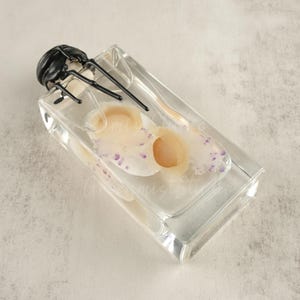 Jellyfish Specimen, Wet Specimen, Real Jellyfish Specimen, Glass Jar Jellyfish Specimen, Custom Quantity, Ocean Lover Gift, Novelty Gift