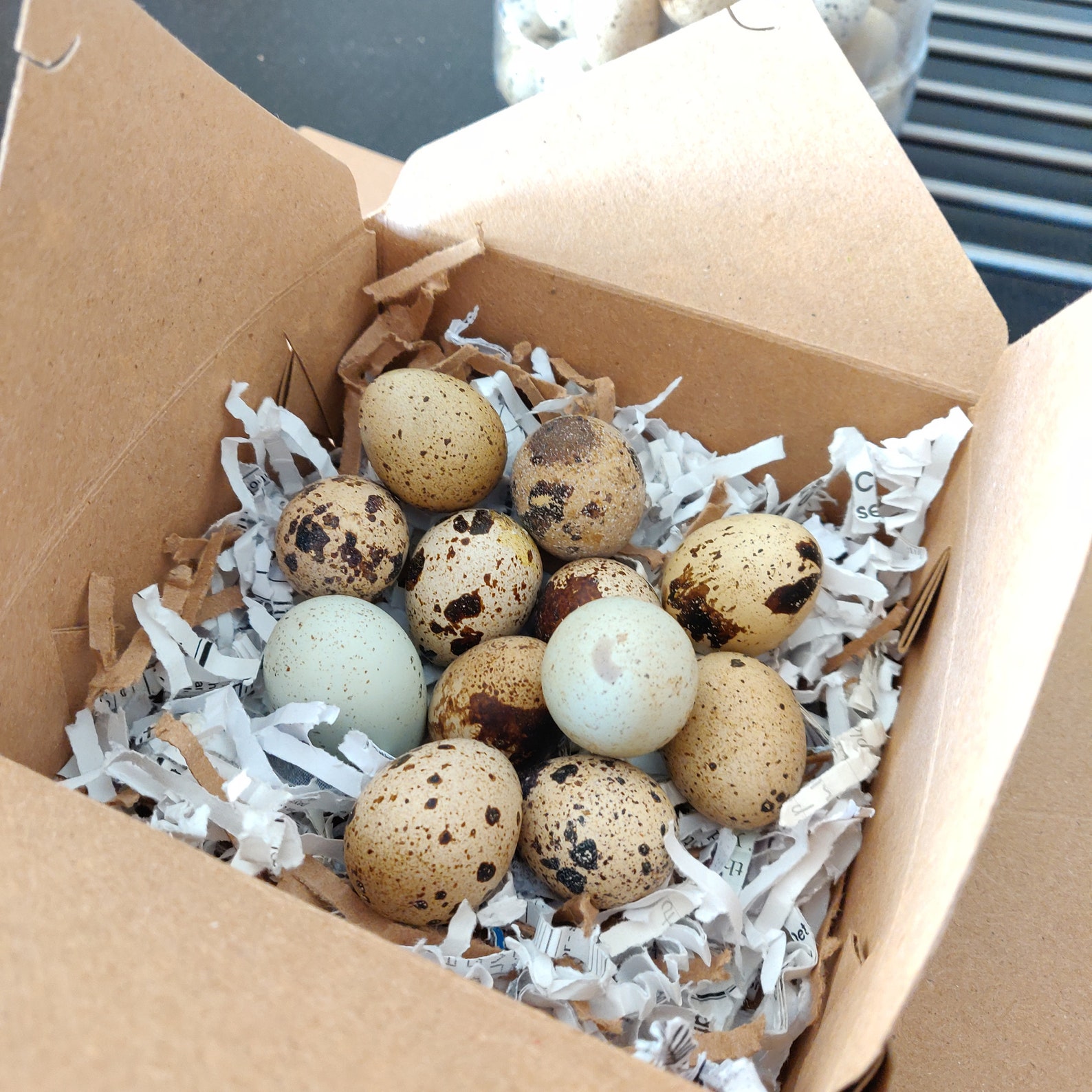 Quail Egg Cartons boxes 20 pcs with shredded paper Etsy