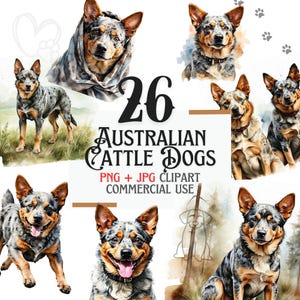 May include: A digital illustration of 26 Australian Cattle Dogs in various poses. The dogs are painted in a watercolor style with blue, brown, and white markings. The text "26 Australian Cattle Dogs" is written in a bold, black font. The text "PNG + JPG Clipart Commercial Use" is written in a smaller, black font.