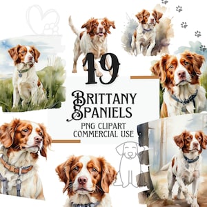 Pacchetto di clipart ad acquerello di Brittany Spaniel, file PNG di cani Spaniel carini, grafica a sublimazione di cani, design di ritratto di animali domestici per cani da caccia