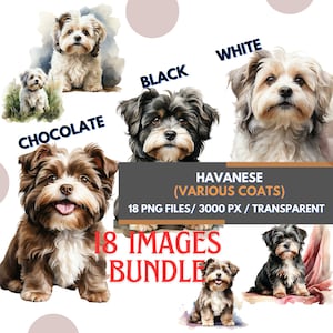 Conjunto de clipart de aquarela adorável Havanese, 18 imagens PNG transparentes, ilustrações fofas de cachorro, arte de filhotes, design de cachorro por sublimação, cachorro pequeno