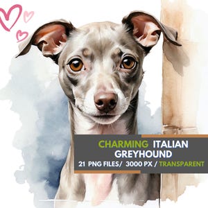 Italian Greyhound Dog Transparent Watercolor Clipart, 21 PNG Sublimation Images, Italian Sighthound Digital Download for Designs