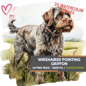 Wirehaired Pointing Griffon Watercolor Clipart Collection, 24 Transparent PNGs, Dog Breed Digital Download, Pointing Griffon Hunting Dog