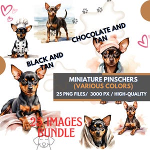 May include: A digital illustration set of 25 miniature pinscher dogs in various colors. The dogs are depicted in different poses, including sitting, lying down, and standing. The illustrations are in a watercolor style and are high quality.