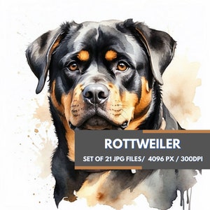 Pacchetto Clipart Rottweiler / 21 immagini Rottweiler di alta qualità / Download digitale / Creazione di cartoline, Media misti, Mestiere con la carta digitale, Cani DYI