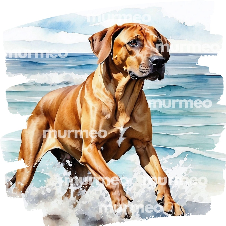 Rhodesian Ridgeback Watercolor Clipart Set, 23 Transparent PNG Images ...