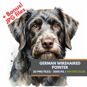 以下が含まれることがあります： ドイツ・ワイヤーヘアード・ポインターの犬の水彩画。犬は茶色と白の毛皮で、直接視聴者を見つめている。絵は白い背景に描かれている。犬の下には「GERMAN WIREHAIRED POINTER」という文字と「20 PNG FILES/3000 PX/WATERCOLOR」という文字が書かれている。