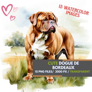 Majestueuze Bordeauxdog aquarel PNG's - sublimatieafbeeldingen voor hondenliefhebbers - Franse mastiff clipartset - 15 transparante afbeeldingen