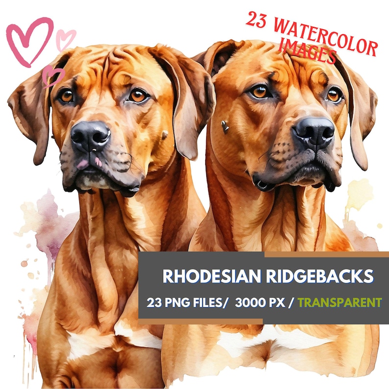 Rhodesian Ridgeback Watercolor Clipart Set, 23 Transparent PNG Images ...