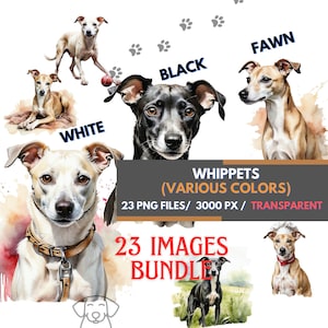 Ensemble de cliparts aquarelle de chien whippet, 23 images PNG transparentes de noir, faon, blouses blanches, petite conception d'illustration de sublimation de chien whippet