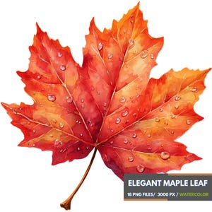 May include: Watercolor illustration of a vibrant red and orange maple leaf with water droplets. The leaf has a detailed texture and a brown stem. Text at the bottom reads "ELEGANT MAPLE LEAF" and "18 PNG FILES / 3000 PX / WATERCOLOR".