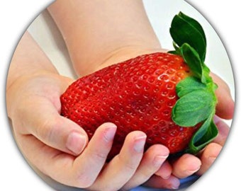 Fraises géantes - Fragaria Ananassa - Graines de fraise - 50 graines - La plus grosse fraise du monde - Goût intense - Riche en vitamines