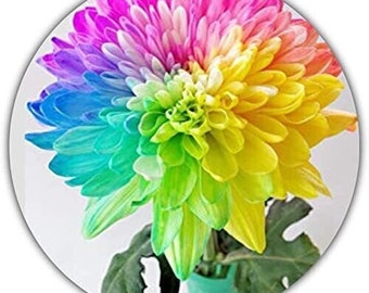 Rainbow Chrysanthemum - 50 seeds - Wonderful colors - Ideal as a gift