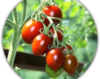 Mexican Honey Tomato (Miel du Mexique) / 20 seeds/High-yielding and easy-care variety/Sweet tomatoes