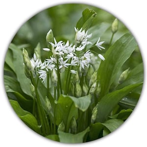 Bärlauch Saatgut - 30 Samen - Waldknoblauch - Mehrjährige Pfanzen - Wilder Knoblauch - Allium Ursinum