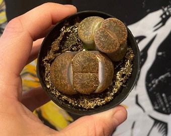 Large lithops 2 pc exact plant