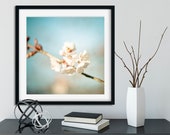 Flower Photograph Pale Pink Blue Cherry Blossom floral home decor flower nature art blue sky spring summer square big print poster gift her