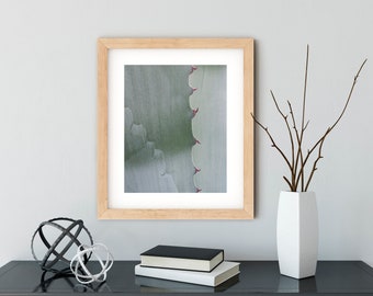 Cactus Photography art print grey green succulent plant abstract nature 10x8 11x14 20x30 poster photographic wall art home decor photo