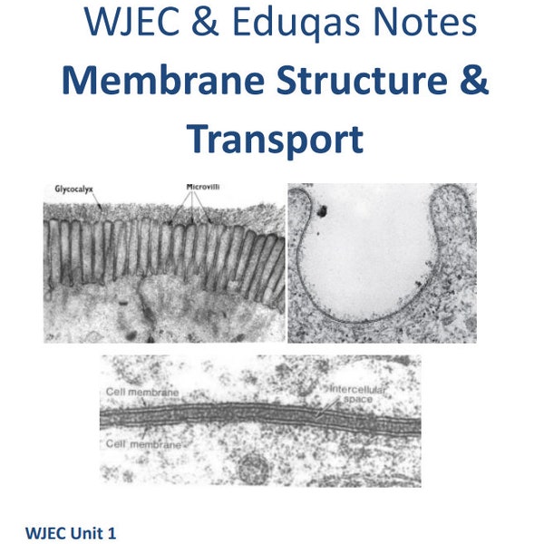 A Level Biology unit 1 topic 3 membrane structure and transport