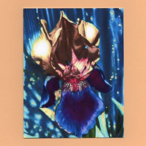 Blumenkarten, künstlerische Karten, Iris Karte, Geburtstag, Muttertag, Blumen, Danke, gute Besserung, Glückwunsch, Ruhestand, plebejer Geschenke ©