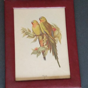 Vintage J. Gould Framed  Tropical Bird Print Midcentury