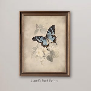 Xerces Blue Butterfly - Etsy