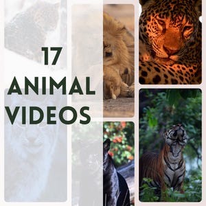 Op de afbeelding: Een collage van 17 dierenvideo's met een leeuw, een luipaard, een tijger en een lynx. De tekst "17 ANIMAL VIDEOS" wordt in het midden van de collage weergegeven.
