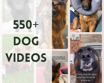 Dog Reels, Dog Videos, Social Media Content, Animal Reels, Pet Lover Instagram Tiktok FB Youtube, Master Resell Rights, Funny Dogs, DFY