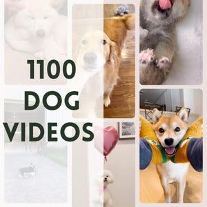 Dog Reels, vídeos de cães, conteúdo de mídia social, Animal Reels, Pet Lover Instagram Tiktok FB Youtube, direitos de revenda Master, cães engraçados, DFY