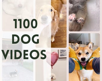 Dog Reels, Dog Videos, Social Media Content, Animal Reels, Pet Lover Instagram Tiktok FB Youtube, Master Resell Rights, Funny Dogs, DFY