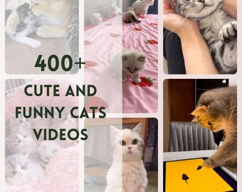 Cat Reels Video, Social Media Content, Animal Pet Lover Instagram Tiktok FB Youtube, Master Resell Rights, Funny Cats, Done for You