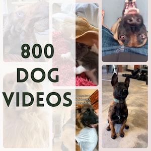 Dog Reels, vídeos de cães, conteúdo de mídia social, Animal Reels, Pet Lover Instagram Tiktok FB Youtube, direitos de revenda Master, cães engraçados, DFY