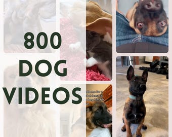 Dog Reels, Dog Videos, Social Media Content, Animal Reels, Pet Lover Instagram Tiktok FB Youtube, Master Resell Rights, Funny Dogs, DFY