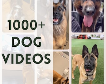 Dog Reels, Dog Videos, Social Media Content, Animal Reels, Pet Lover Instagram Tiktok FB Youtube, Master Resell Rights, Funny Dogs,Dog Lover