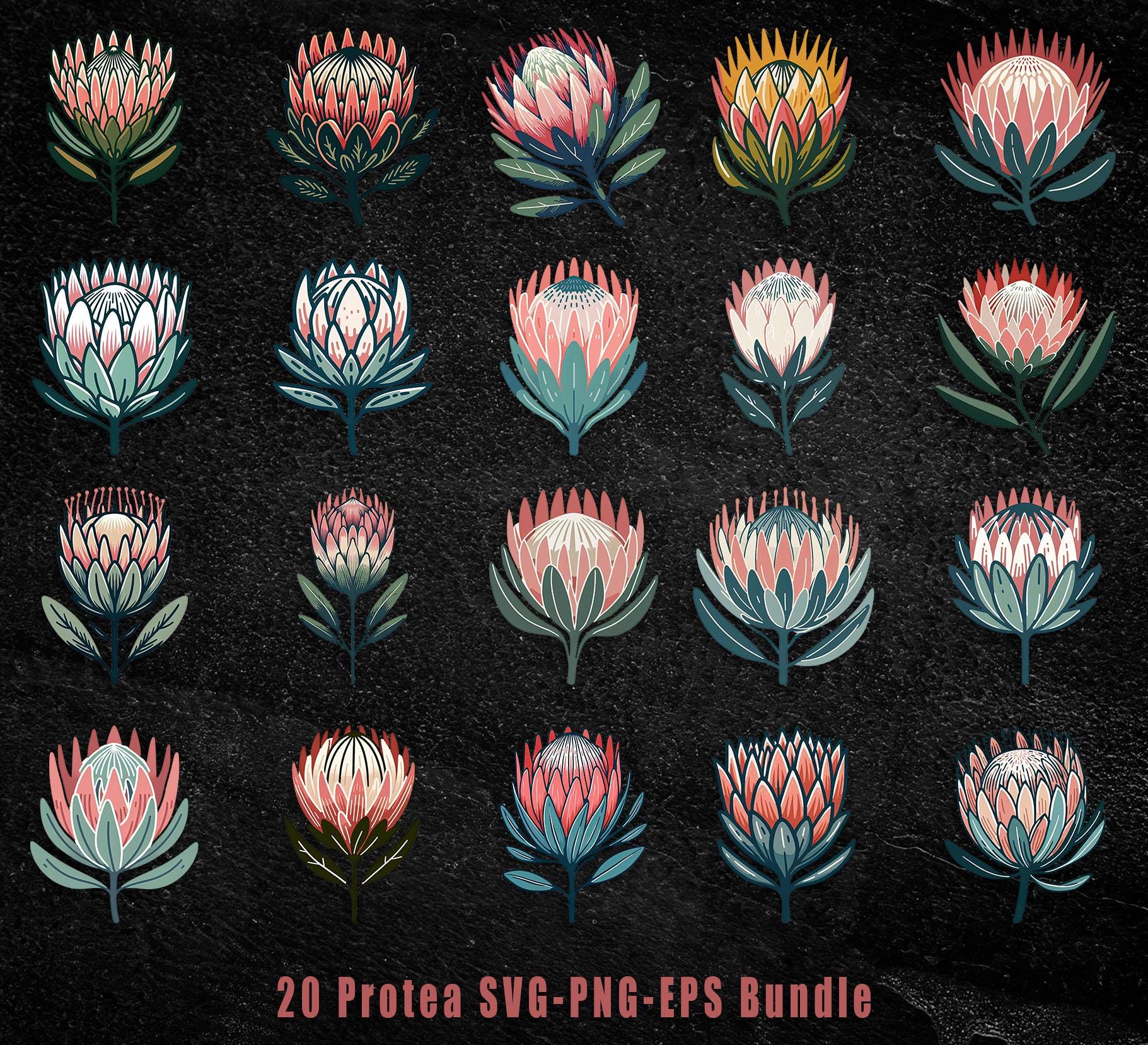 Protea Flowers Svg Protea Clipart Protea Cut Files For Cricut Protea Protea Flowers Svg Protea Clipart Protea Cut Files For Cricut Protea