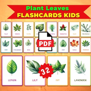 Cartes Plantes Feuilles • cartes montessori Cartes Flash Cartes Flash Nomenclature Cartes PDF imprimables Cartes Flash jouets préscolairesMatériel éducatif