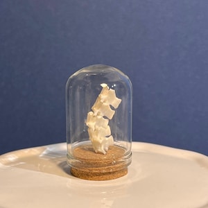 ミニチュアクロッシュ