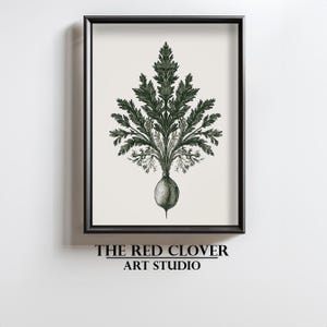 Könnte beinhalten: Eine Schwarzweißillustration einer Rotkleeblume mit einer großen, runden Wurzel. Das Bild ist in einem schwarzen Rahmen gerahmt und trägt den Text "THE RED CLOVER ART STUDIO" unterhalb des Bildes.