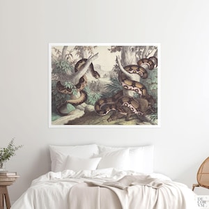 May include: A vintage illustration of two snakes wrapped around tree branches in a jungle setting. The snakes are brown and black with a light brown underbelly. The illustration is done in a realistic style with detailed textures and shading.