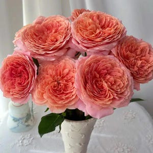 Romantic Antike Rose: German Shrub, Salmon Pink Cutting Rose