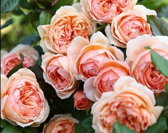 Masora || Japanese rose || マソラ || 真宙 || Heat resistant || Fragrant || Shrub || Small climber || Own root