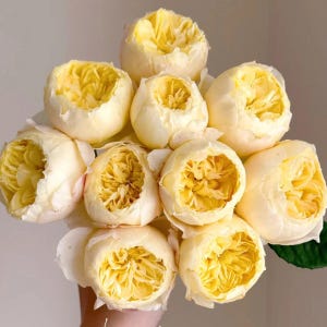 Chirp | Que Jiu | Chinese florist rose | Own root | Shrub rose | Honey fragrant | Cup shape | Cut flower