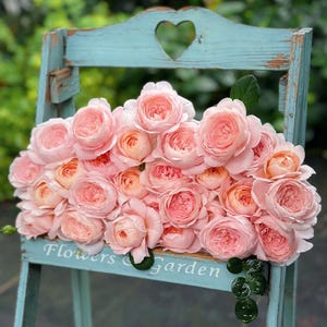 AUStiger | English shrub garden rose | Proudly upright on strong stems | Disease resistant | Own root