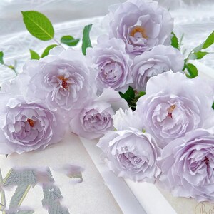 Jise | 霁色 | Chinese florist rose | Heat and disease resistant | Own root from Tianlang